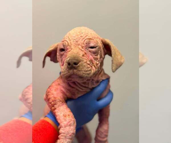 Medium Photo #2 Mutt Puppy For Sale in New York, NY, USA