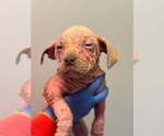 Small #1 Mutt