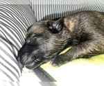 Small Photo #224 Belgian Malinois Puppy For Sale in REESEVILLE, WI, USA