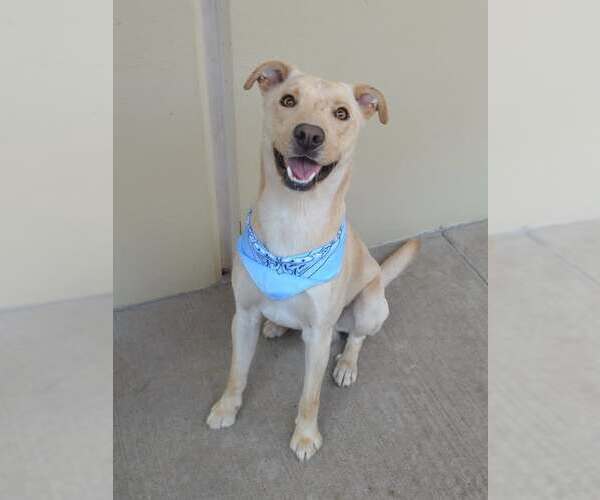 Medium Photo #3 Labrador Retriever-Unknown Mix Puppy For Sale in McKinney, TX, USA