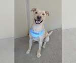 Small #2 Labrador Retriever Mix