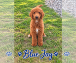 Puppy 1 Poodle (Standard)