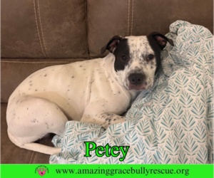 Petey - Male American Bulldog-Unknown Mix Dog for Adoption - Photo #2