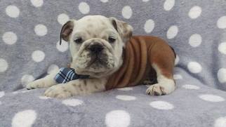 Bulldog Puppy for sale in EPHRATA, PA, USA