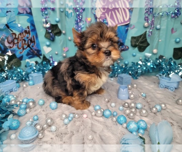 Medium Photo #7 Yorkshire Terrier Puppy For Sale in HARKER HEIGHTS, TX, USA