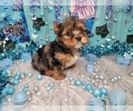 Elderberry - Male Yorkshire Terrier Puppy for Sale - Photo #7