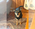Hazel - Female Mutt Dog for Adoption - Small photo