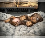 Small Photo #13 Dachshund Puppy For Sale in ROCKWALL, TX, USA