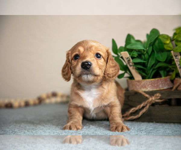 Medium Photo #6 Dachshund Puppy For Sale in NAPPANEE, IN, USA