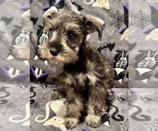 Medium Photo #1 Schnauzer (Miniature) Puppy For Sale in JEFFERSON, OR, USA
