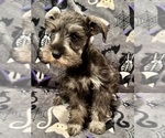 Puppy 1 Schnauzer (Miniature)