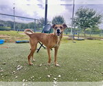 Small #1 Labrador Retriever