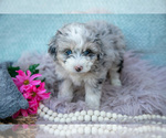 Small Aussiedoodle Miniature 
