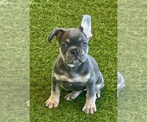 French Bulldog Puppy for sale in BERKLEY, MI, USA