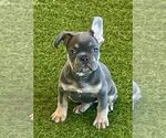 Small French Bulldog