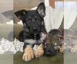 Small #1 German Shepherd Dog