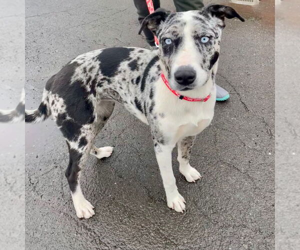 Medium Photo #3 Catahoula Leopard Dog-Unknown Mix Puppy For Sale in Canton, CT, USA