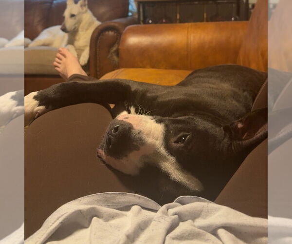 Medium Photo #4 Mutt Puppy For Sale in Yardley, PA, USA