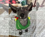 Small #3 Mutt