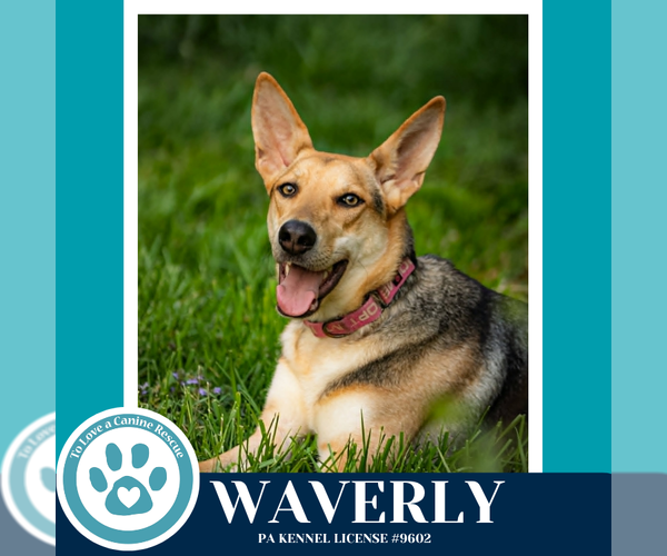 Medium Photo #14 German Shepherd Dog-Unknown Mix Puppy For Sale in Kimberton, PA, USA