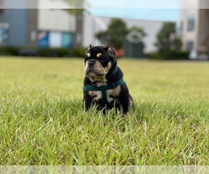 American Bully Puppy for sale in FORT LAUDERDALE, FL, USA