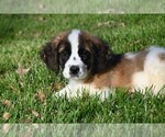 Small Photo #3 Saint Bernard Puppy For Sale in AVALON, MO, USA