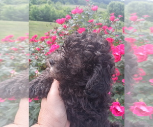 Poodle (Toy) Puppy for sale in BRADFORDSVILLE, KY, USA