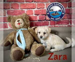 Malchi Dogs for adoption in Arcadia, FL, USA