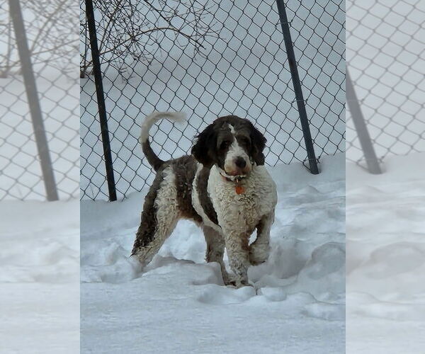 Medium Photo #4 Poodle (Standard)-Unknown Mix Puppy For Sale in Springdale, PA, USA