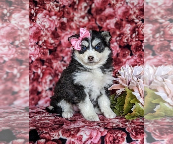 Medium Photo #1 Pomsky Puppy For Sale in CHRISTIANA, PA, USA