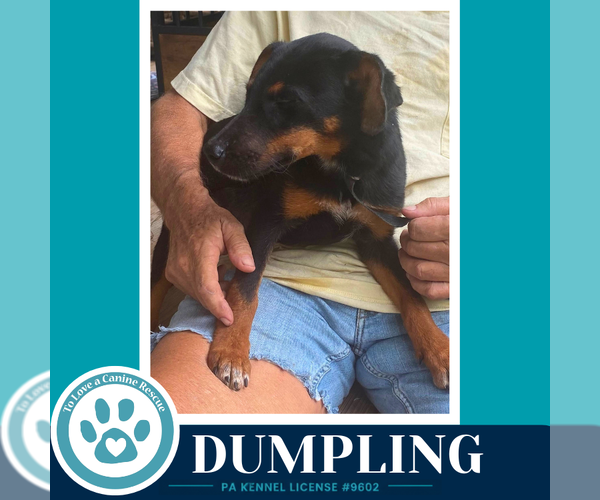 Medium Photo #3 - Mix Puppy For Sale in Kimberton, PA, USA