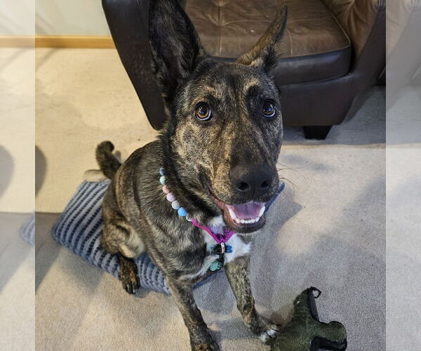 Medium Photo #12 Mutt Puppy For Sale in Fargo, ND, USA