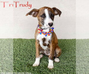 Labrador Retriever-Plott Hound Mix Dogs for adoption in San Diego, CA, USA