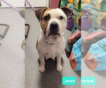 Small #2 American Staffordshire Terrier-Staffordshire Bull Terrier Mix