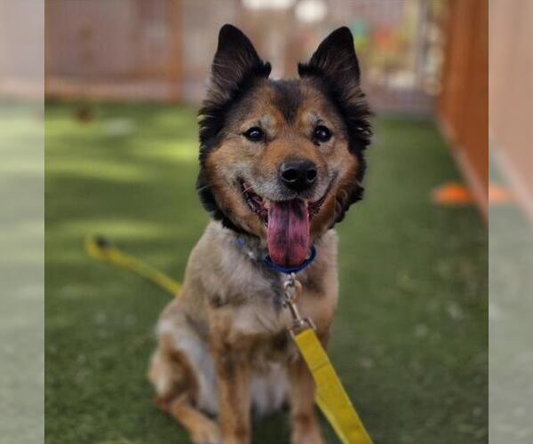 Medium Photo #1 German Shepherd Dog-Unknown Mix Puppy For Sale in Henderson, NV, USA