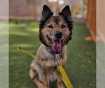 *JENKINS - Female German Shepherd Dog-Unknown Mix Dog for Adoption - Small photo