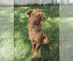 Weiser - Male Retriever -Unknown Mix Dog for Adoption - Photo #10