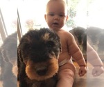 Small #18 Airedale Terrier