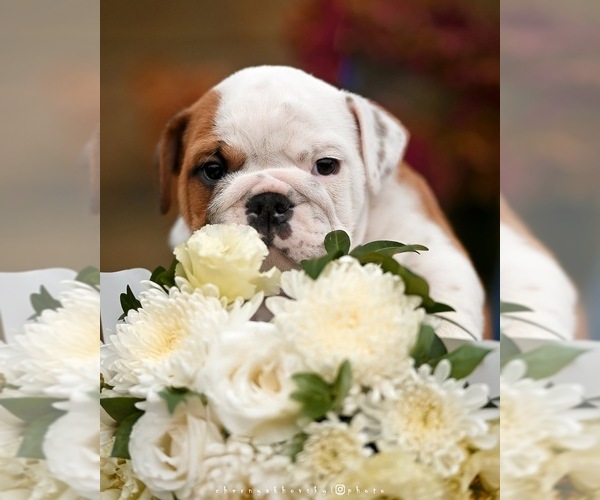 Medium Photo #1 English Bulldog Puppy For Sale in Balakliya, Kharkiv, Ukraine