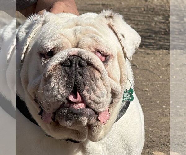 Medium Photo #4 Bulldog Puppy For Sale in San Jose, CA, USA