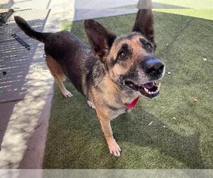 German Shepherd Dog-Unknown Mix Dogs for adoption in Elk Grove, CA, USA