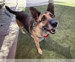 Small German Shepherd Dog Mix