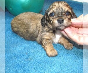 Dachshund-Poodle (Toy) Mix Puppy for sale in RATTAN, OK, USA