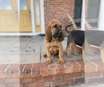 Small Photo #1 Bloodhound Puppy For Sale in BOLIVAR, MO, USA