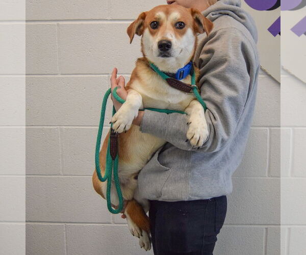 Medium Photo #4 Beagle-Unknown Mix Puppy For Sale in Huntley, IL, USA
