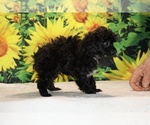 Jasper - Male Poodle (Toy) Puppy for Sale - Photo #25