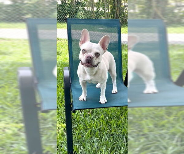 Medium Photo #3 French Bulldog Puppy For Sale in Weston, FL, USA