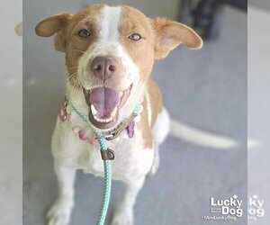 Labbe Dogs for adoption in Washington, DC, USA