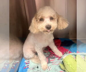 Poochon Dogs for adoption in San Diego , CA, USA