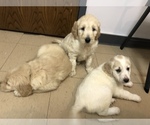 Small Photo #33 Goldendoodle-Poodle (Standard) Mix Puppy For Sale in BATON ROUGE, LA, USA